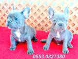  BLUE QUAD FRENCH BULLDOG YAVRULAR İZMİR 05530827380