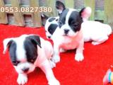 FRENCH BULLDOG YAVRULAR İZMİR iletişim:0553.0827380