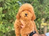 Pasaportlu Toy Poodle Yavrular 