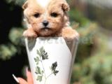 Orjinal Teacup Morkie