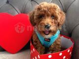 3 Aylık Erkek Toy Poodle Red Brown