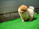 İyi kalite sevimli Pomeranian Boo yavrumuz 