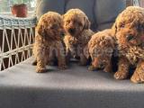 K9 AVRUPA ÇİFTLİĞİNDEN IRK VE SAĞLIK GARANTİLİ TOY POODLE YAVRULARI 