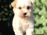 Xsmall Gold morkie yavrumuz 