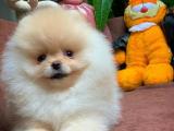 Safkan teddy bear pomeranian boo yavrumuz