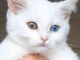 KAR BEYAZI EŞSİZ GÖZLERE SAHİP BRITISH SHORTHAIR YAVRU 