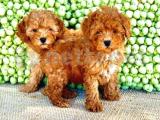 Toy POODLE Yavrular 