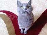 British Shorthair dişi