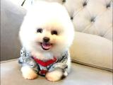 Ayı Surat pomeranian Boo Yavrularımız