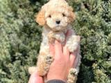 muhteşem kalitede toy poodle bebeklerimiz