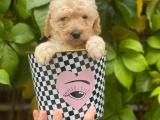 Irk ve sağlık garantili apricot toy poodle yavrularımız