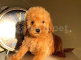 EŞSİZ SEVİMLİ MİNİK TOY POODLE YAVRULARIMIZ 