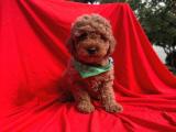 SAFKAN TOY POODLE YAVRULARIMIZ