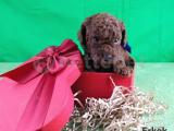 Secereli Red Brown Kore Poodle Yavruları