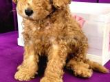 2.5 aylık toy poodle