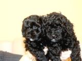 Black Maltipoo Yavrularımız Ev üretimi