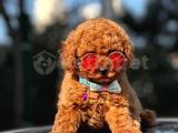 her renk tonunda toy poodle yavrularımız 