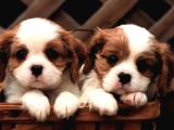 Cavalier king charles yavrularımız orjinal safkan 