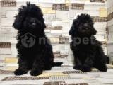 IRK VE SAĞLIK GARANTİSİ İLE SİYAH TOY POODLE YAVRULAR