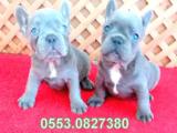 BLUE LİLAC QUAD FRENCH BULLDOG YAVRULAR İZMİR iletişim..05530827380