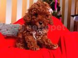 SAFKAN RED TOY POODLE YAVRULARI 