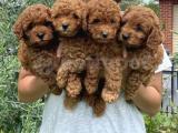 RED BROWN POODLE BEBEKLERİMİZ A KALİTE 