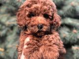 Orjinal Red Toy Poodle