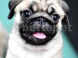 ORJİNAL PUG YAVRULARIMIZ