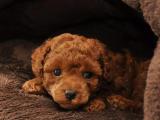 TOY POODLE YAVRULARIMIZ ORJİNAL SAFKAN