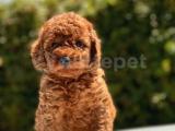 TÜRKİYENİN EN GÜZEL TOY POODLE YAVRULARI 