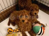 Red Dişi Toy Poodle