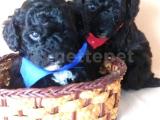 45 GÜNLÜK SİYAH ERKEK ve DİŞİ TOY POODLE YAVRULARIMIZ