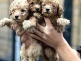 HASKAN ORJİNAL TOYPOODLE YAVRULARIMIZ ( red-brown , apricot)