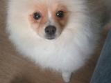 Ödüllü Pomeranian 