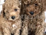 TOY POODLE YAVRULAR 