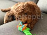 Toy Poodle 3 aylık Erkek Pasaportlu ve aşıları tam