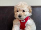 2 Aylık Maltipoo Yavrular