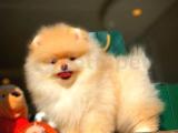 A+ Kalite Pomeranian Boo Yavrular