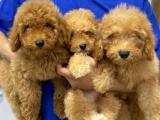 Orijinal ırk garantili toy poodle yavrular