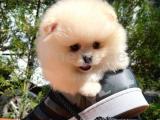 İnsancıl oyuncu Pomeranian Boo yavrumuz 