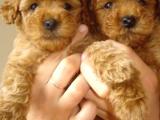 TOY POODLE YAVRULARI MAMA PET MALZEME KAMPANYALI