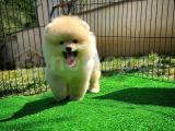 En Tatlı Pomeranian Boo yavrumuz 