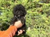 SİYAH İNCİ AŞILI POODLE BEBEKLER 