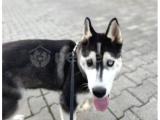 sibirya kurdu 6 aylık  husky acil sahiplendirme 