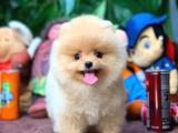 Ayı Surat Pomeranian Boo Yavrularımız 