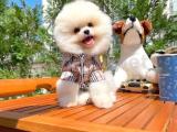 Secereli teddy bear Pomeranian boo yavrumuz 