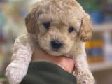 Irk ve sağlık garantili toy poodle yavrularımız