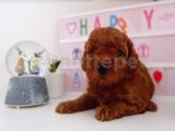 Dişi Toy Poodle