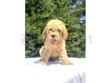 BEBEK SURATLI TOY POODLE YAVRUMUZ