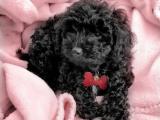 Black poodle yavrularımız ırk ve sağlık garantili